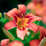 Flower 2.jpg