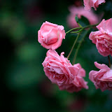 Flower 4.jpg