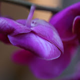 Backyard 149.JPG