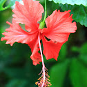 Hibiscus