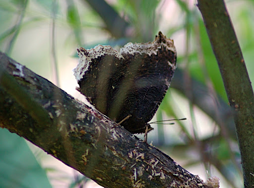 Mourning Cloak