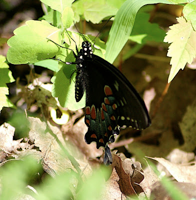 Spicebush Swallowtail Spicebush Swallowtail