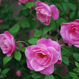 Pretty Pictures