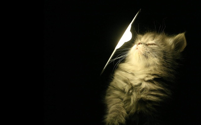 [catwallpaper1280x8000911024.jpg]