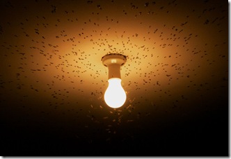 flies_attracted_to_light