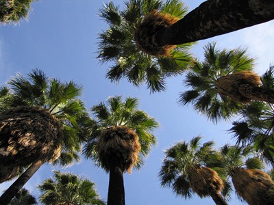 Palm Canyon, Palm Springs, California