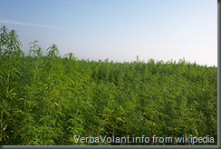 Field of Hemp