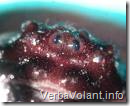Black Widow spider eyes
