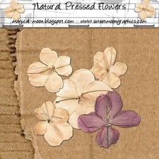 Natural Pressed Flowers