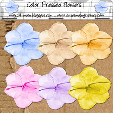 Color Pressed Flowers