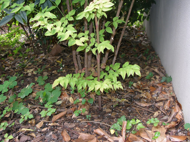 P6150005.JPG