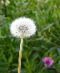 1-0-dandelion_-Taraxacum-Officinale_seeds