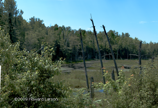 Norther Wisconsin bog
