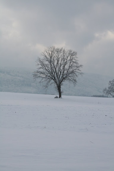 Arbre enneigé Arbre enneigé