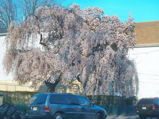 weeping cherry tree pictures. This weeping cherry and