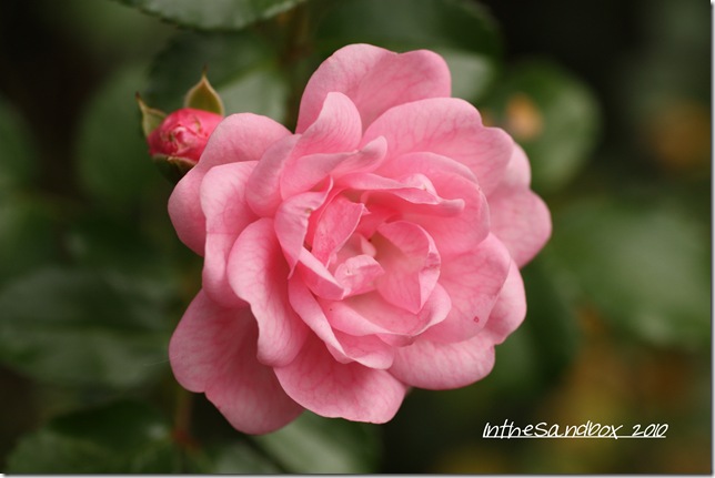Fairy Rose 9-25 with logo Fairy Rose 9-25 with logo