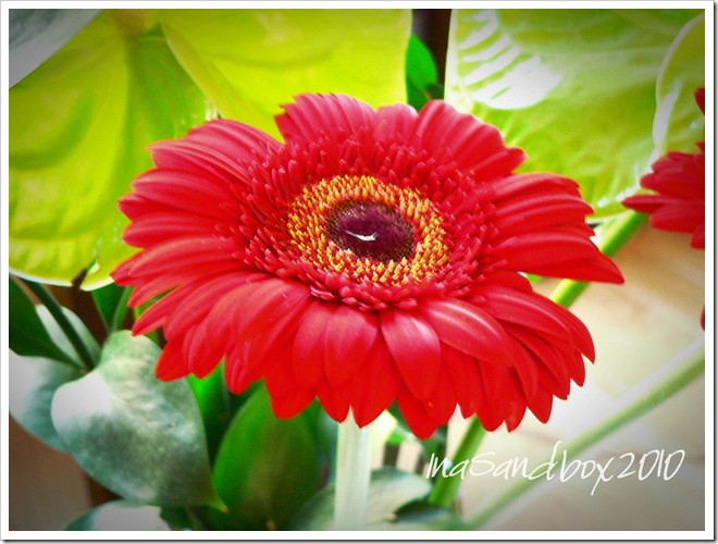 Gerbera Daisy 9-17