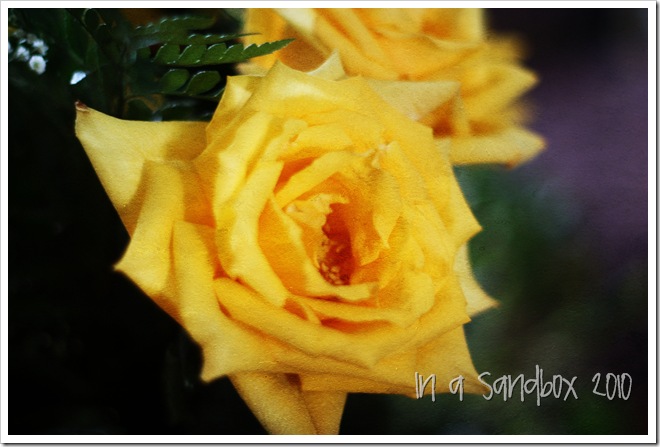 yellow rose oil painting
