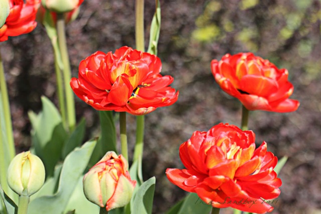 [Irridescent-red-tulips-LR[3].jpg]