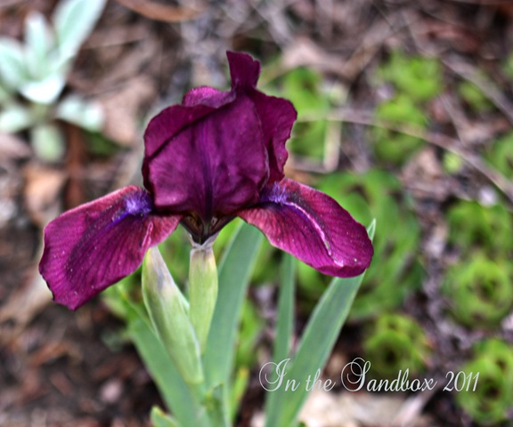 [dwarf purple iris with logo[4].jpg]