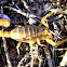 escorpión