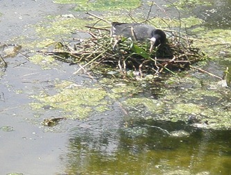 21mei2010 034