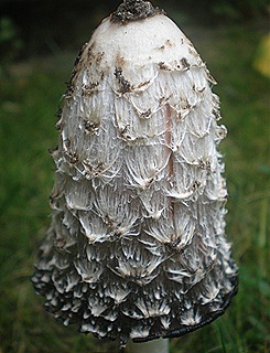 PA080008 PA080008