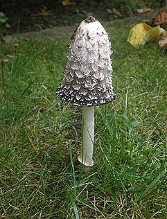 PA080007 PA080007