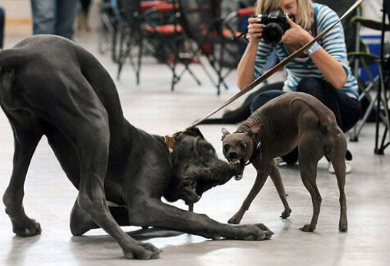 44 imagens da web