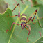 Garden Katydid Nymph