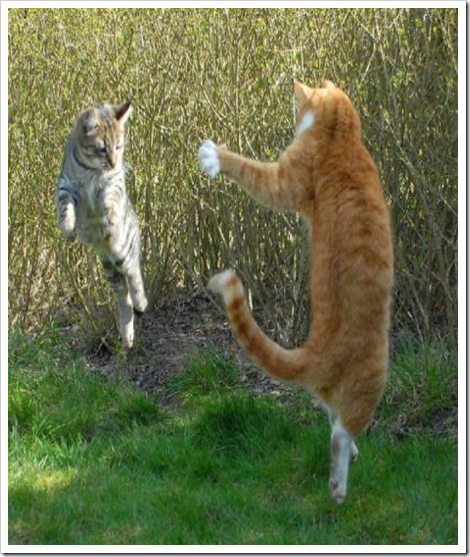 flying_cat_fighter