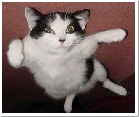 flying_cat_trick