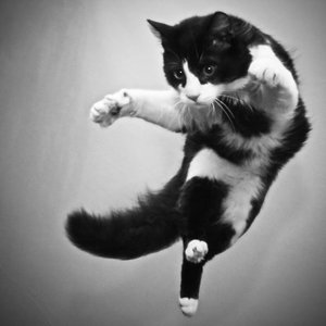 [flying_cat_matrix[4].png]