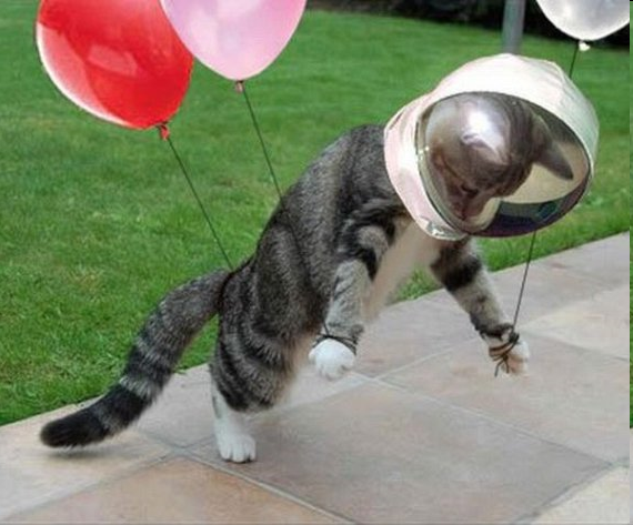 [flying_cat4.png]