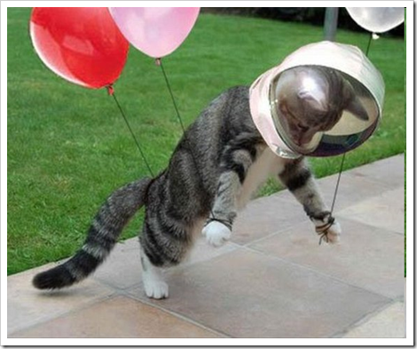 flying_cat