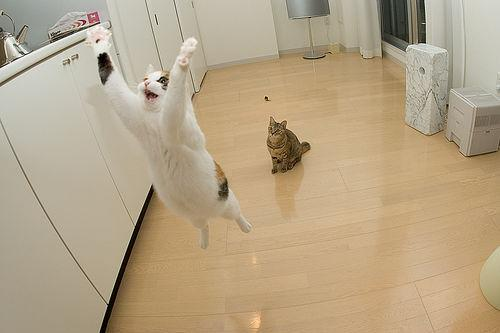 [praising_flying_cat[3].png]