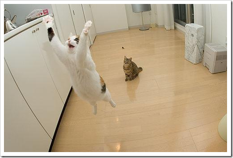 praising_flying_cat