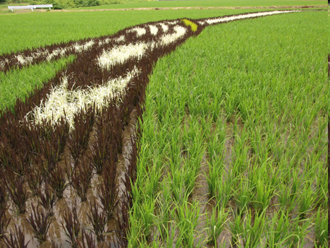 [rice_crop_art_close_up[3].png]