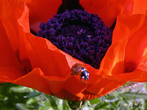 Défi 037 : Proxy-macro de coquelicot Cocci%20pavot01