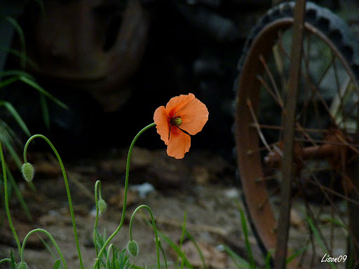 Défi 037 : Proxy-macro de coquelicot P1130795