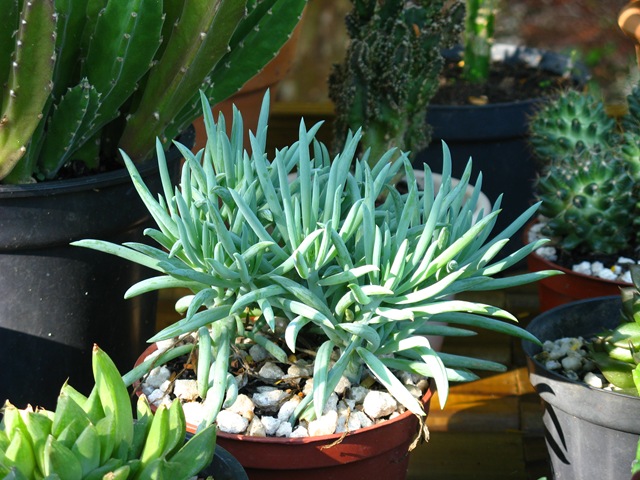 [Plantas0102.jpg]