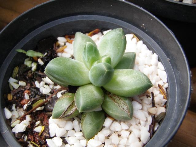 [Pachyphytumcompactum8.jpg]