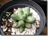 Pachyphytum compactum
