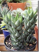 Haworthia coarctata