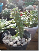 Monadenium