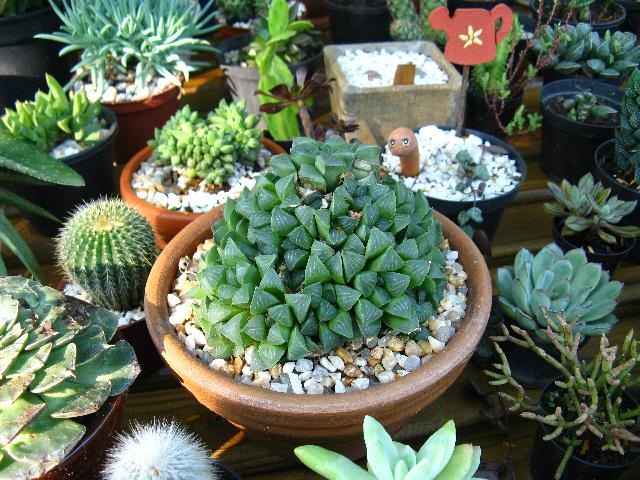[haworthia retusa[3].jpg]