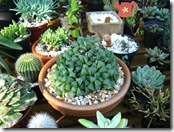 haworthia retusa