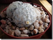 Mammillaria plumosa II