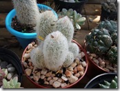Austrocephalocereus dybowiski ou Espostoa melanostele