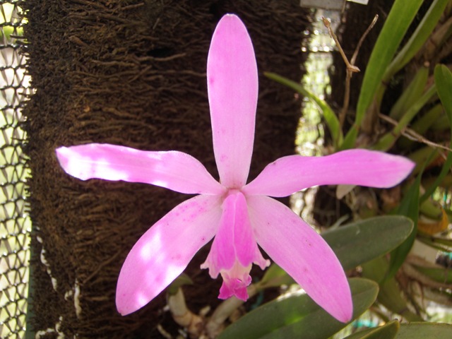 [Plantas2243.jpg]